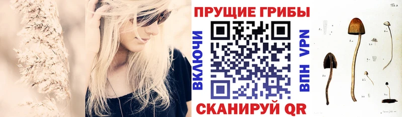 Галлюциногенные грибы Psilocybine cubensis Белокуриха